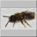 Andrena clarkella - Sandbiene m03b 8mm - Sandgrube Niedringhaussee-det09.jpg